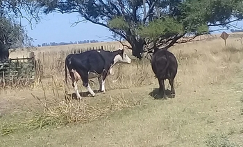 Imagen de la nota: Infraccionado por dejar 25 vacas sueltas
