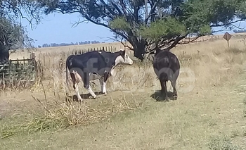 Imagen de la nota: Infraccionado por dejar 25 vacas sueltas