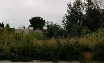 Imagen de la nota: Se reiteran los reclamos por  el estado de terrenos baldíos