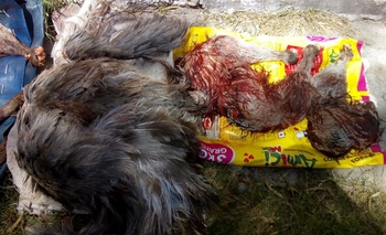 Imagen de la nota: Infracción a galgueros que practicaban caza ilegal en Azul