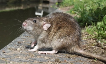 Imagen de la nota: Se exterminarán ratas en el barrio Ituzaingó