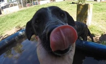 Imagen de la nota: Apoaa propone adopciones a través de Instagram 