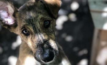 Imagen de la nota: Protección animal: llega la Convención  “Una sola salud”