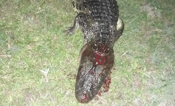 Imagen de la nota: Afirma que “pescó” un yacaré y lo hizo milanesa