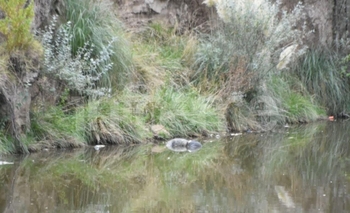 Imagen de la nota: Hallaron el cuerpo de un hombre en el arroyo Tapalqué 