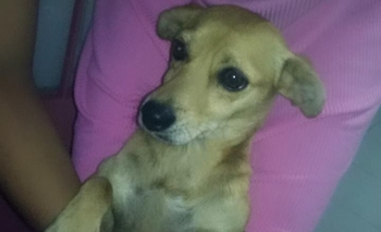 Imagen de la nota: Buscan a los dueños  de una perrita perdida