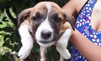 Cachorritos en adopción: los abandonaron en un descampado de barrio AOMA Imagen de la nota:  Cachorritos en adopción: los abandonaron en un descampado de barrio AOMA