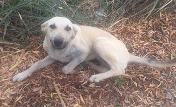 Imagen de la nota: Buscan los dueños de una perrita que apareció tras la tormenta