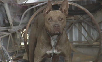 Imagen de la nota: Pitbull atacó a una nena de 2 años y le dieron 40 puntos