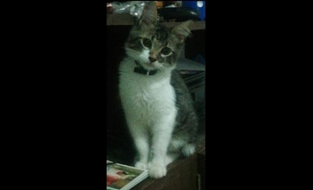 Imagen de la nota: Buscan a los dueños de un gatito
