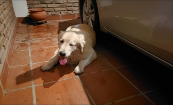 Imagen de la nota: Encontraron un perro perdido en San Vicente: buscan a su familia