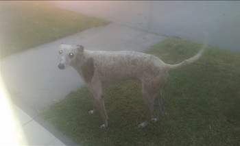 Imagen de la nota: Apareció un perrito muy asustado en medio de la tormenta