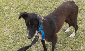 Imagen de la nota: Buscan urgente un hogar de tránsito para Río: vive en un pasillo