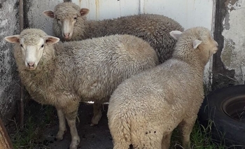 Lo sorprendieron robando tres ovejas de un campo Imagen de la nota: Lo sorprendieron robando tres ovejas de un campo