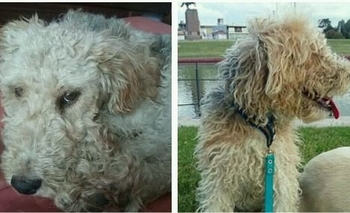 Buscan a “Toby” Imagen de la nota: Buscan a “Toby”