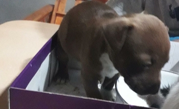 Imagen de la nota: Buscan a “Apolo” y ofrecen recompensa 