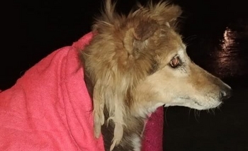 Imagen de la nota: Buscan dueños para una perrita hallada en el parque Eseverri