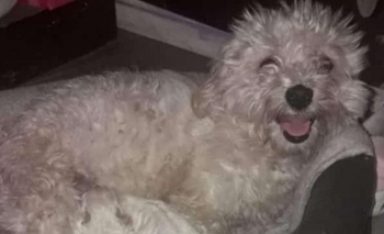 Imagen de la nota: Buscan dos perras perdidas