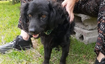 Imagen de la nota: Encontraron una perra perdida y buscan a su familia