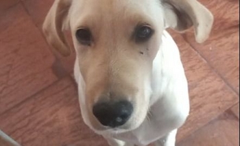 Imagen de la nota: Una familia busca a su cachorro labrador