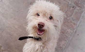 Imagen de la nota: Buscan los dueños de un perro perdido