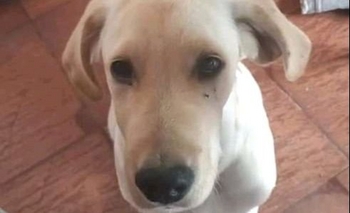 Imagen de la nota: Buscan varias mascotas perdidas