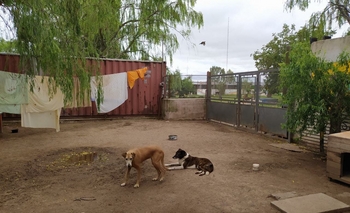 Imagen de la nota: Voluntarios asisten a cientos de perros abandonados