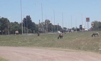 Imagen de la nota: Vecino denunció que animales sueltos casi provocan un choque