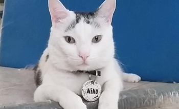 Imagen de la nota: Mascotas perdidas en Olavarría