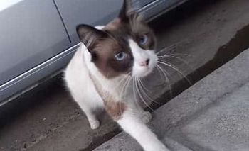 Imagen de la nota: Buscan varias mascotas perdidas en Olavarría