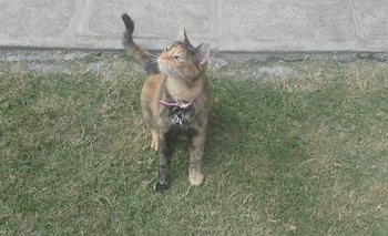 Imagen de la nota: Buscan una gata perdida