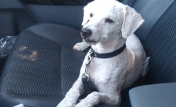 Imagen de la nota: Buscan un perro perdido 