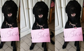 Imagen de la nota: #Justiciapormalevo: la iniciativa de las mascotas 
