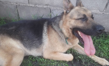 Imagen de la nota: En camioneta, Terry volvió a casa