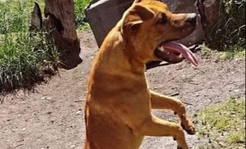 Imagen de la nota: El asesinato de Malevo “se elevó al Poder Judicial”