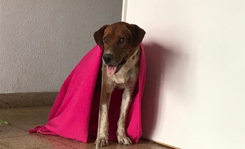 Imagen de la nota: Fue rescatado y necesita un hogar de tránsito urgente