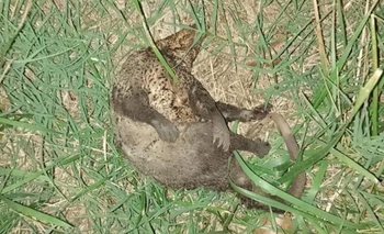 Imagen de la nota: Una comadreja originó la falla de dos transformadores