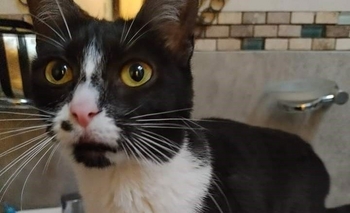 Imagen de la nota: Buscan a Lina: se perdió en barrio Hipólito Yrigoyen