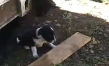 Imagen de la nota: Piden ayuda para 10 cachorros que nacieron en el Parque Industrial