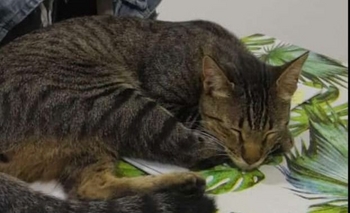 Imagen de la nota: Continúa la búsqueda del gato Felipe