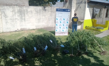 Imagen de la nota: Encontraron casi 50 kilos de marihuana en allanamientos