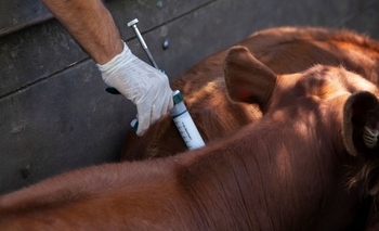 Imagen de la nota: Lanzan la primera campaña de vacunación 2025 contra la fiebre aftosa