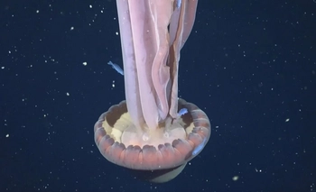 Imagen de la nota: El Conicet halló una “medusa fantasma” de 11 metros en el Mar Argentino