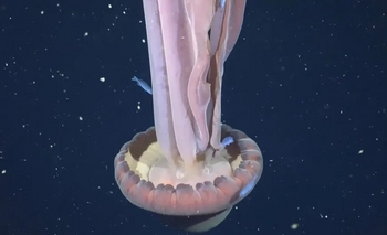 Imagen de la nota: Mar Argentino: captan imágenes de una medusa que puede superar los 10 metros de largo