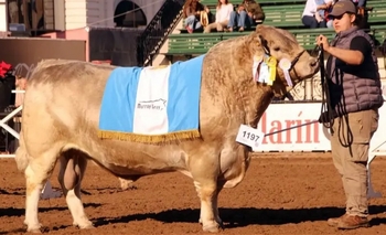 Imagen de la nota: Histórico: un toro bonaerense se consagró campeón mundial