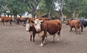 Imagen de la nota: El Comando de Prevención Rural de Olavarría recuperó vacunos robados