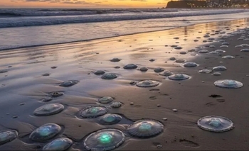 Imagen de la nota: Medusas en Mar del Plata: el mar más caliente trajo aguavivas