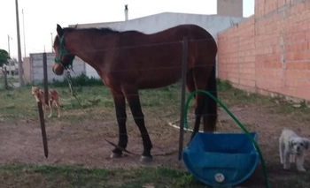 Imagen de la nota: Fuerte temporal en Dorrego: murió una yegua alcanzada por un rayo