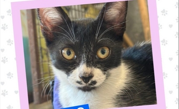 Imagen de la nota: Jueves de Adopciones: buscan un hogar para Vaquita