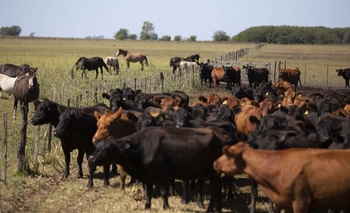 Imagen de la nota: La exportación de carne absorbe más de la mitad del ganado criado en corrales